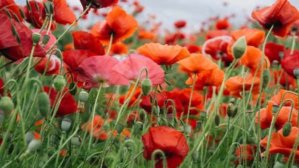 Pte William Arnold Adie