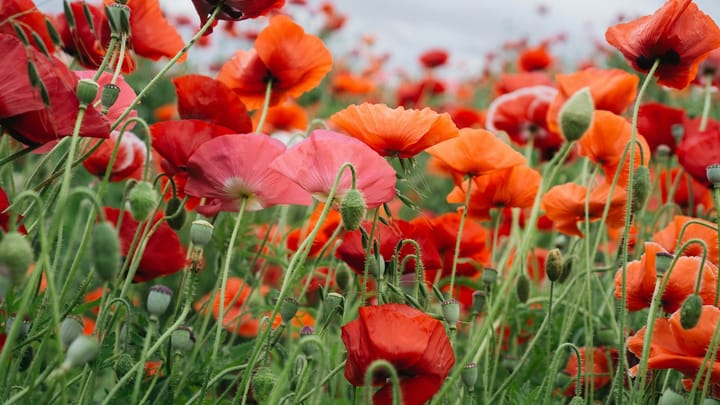 Pte William Arnold Adie