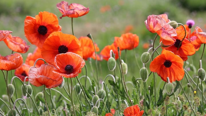 Private William Hutchins, canal labourer, killed in action in WW1